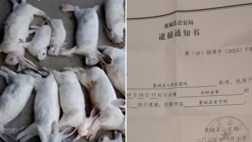 河南养兔大棚被强拆，养殖户获补偿后被控寻衅滋事