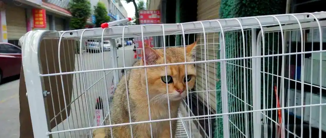 C++链表怎么实现？从定义到逆序操作完整解析