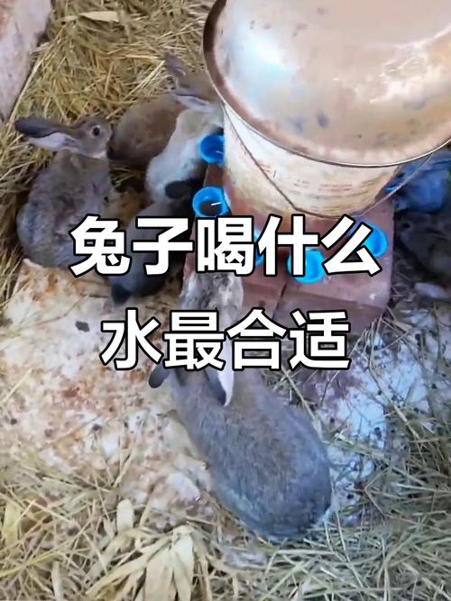 兔子喝水相关问题_兔子是否可以喝水_兔子不喝水会死吗