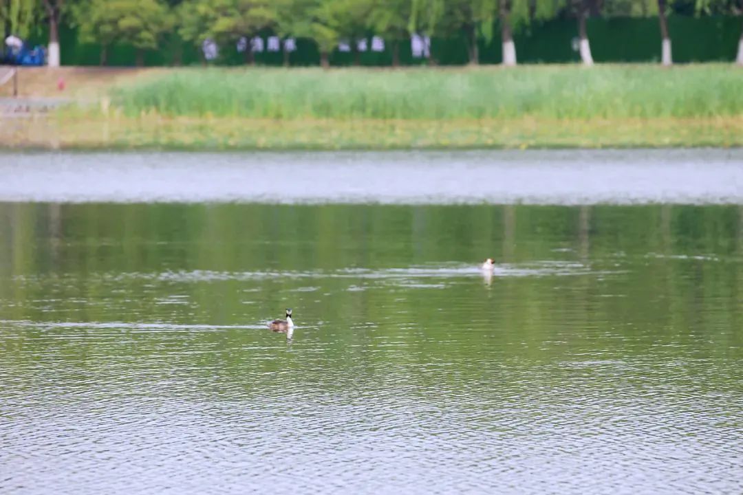 快完成了！罗马东湖将于6月中下旬揭幕