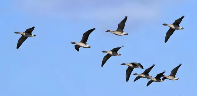 雁南飞勾起相思苦，往昔回忆与孤独现状交织的哀怨情诗