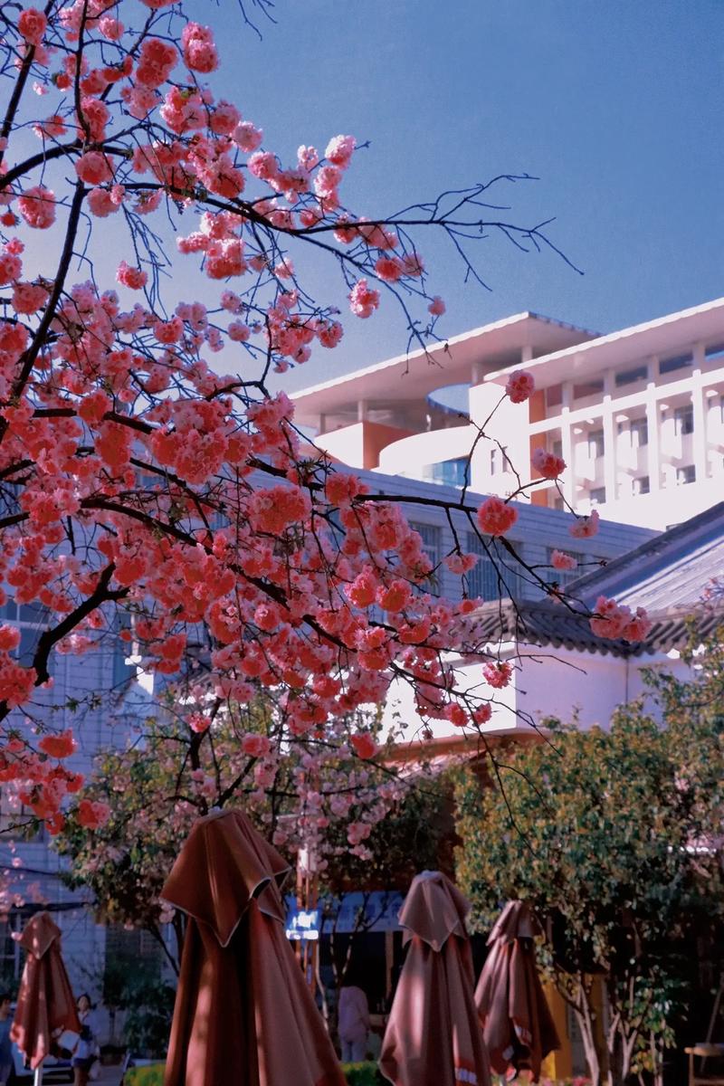 云南财经大学2025年招生信息_昆明市云南省财经学校_云南财经大学2025年本科招生人数